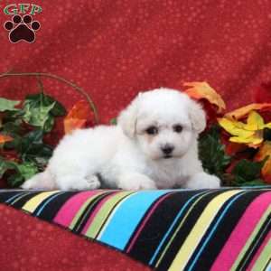 Peacock, Maltipoo Puppy